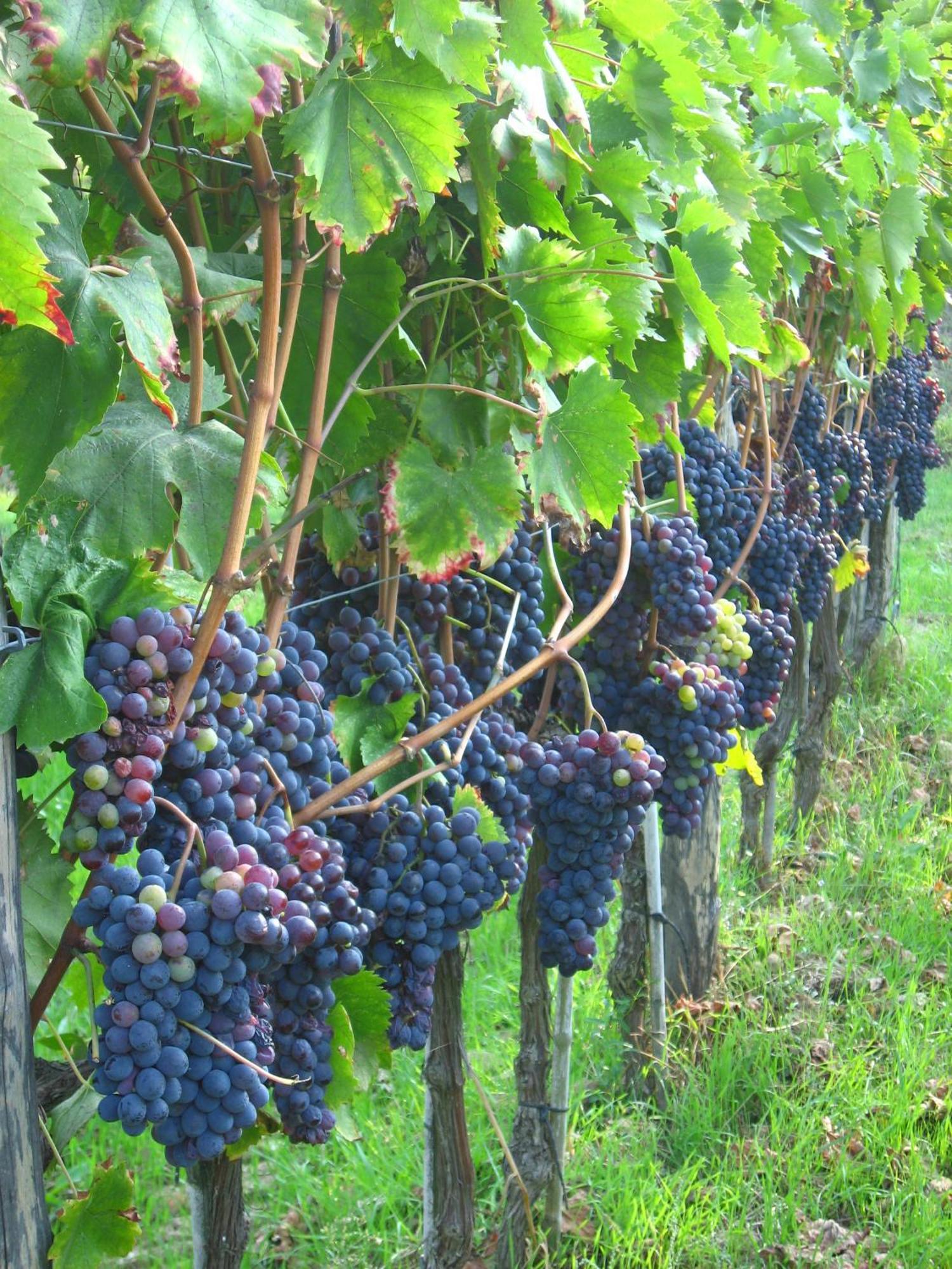 Agriturismo Villani Poderi Nesti & Cupoli Ластра-а-Синья Экстерьер фото